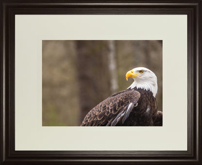 Majestic Eagle By Garytog