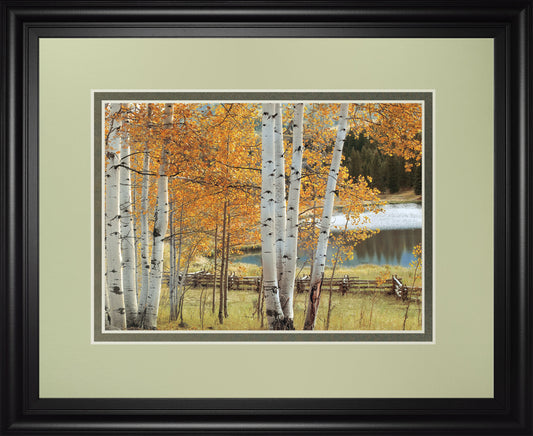 Birch Beauty By Mike Jones