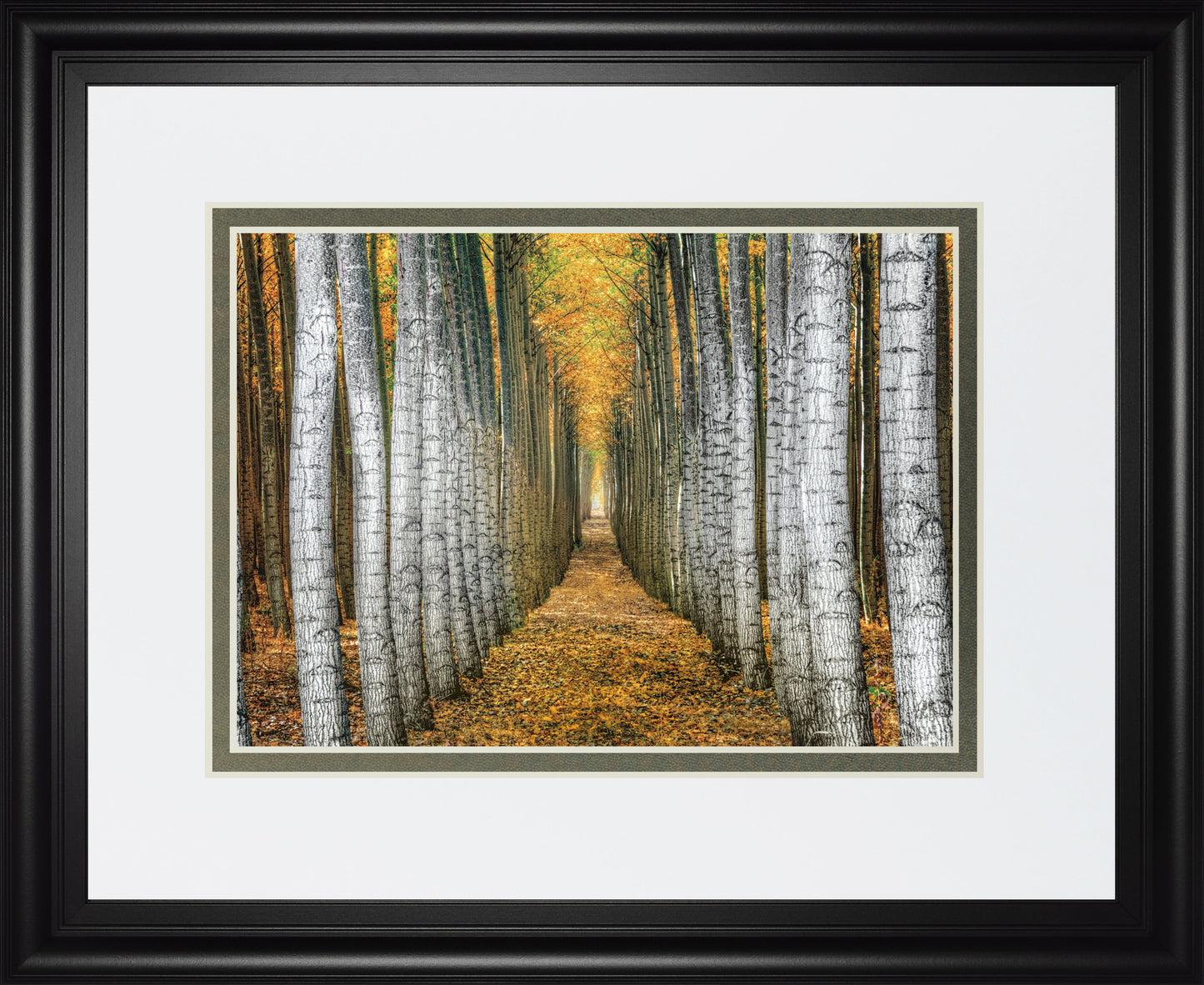 Tree Farm By Cahill