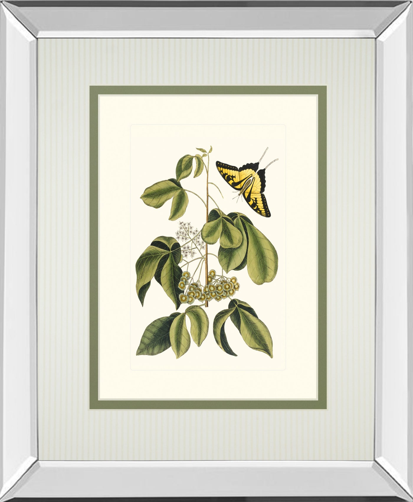 Papilio Antilochus By Marc Catesby