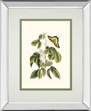 Papilio Antilochus By Marc Catesby