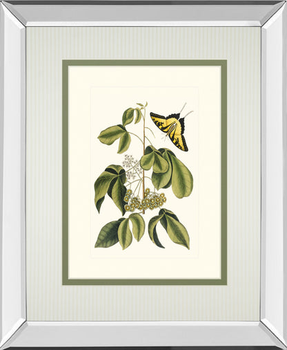 Papilio Antilochus By Marc Catesby