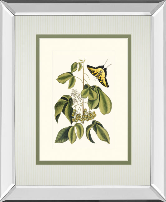 Papilio Antilochus By Marc Catesby