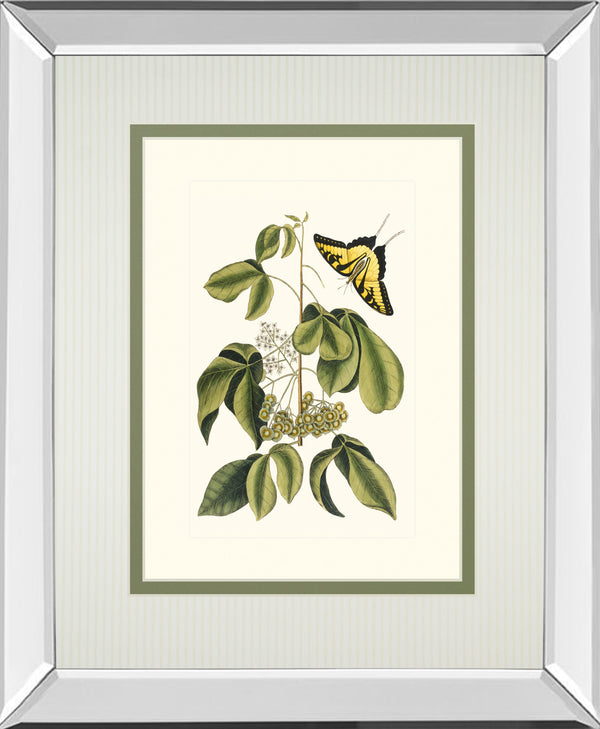 Papilio Antilochus By Marc Catesby