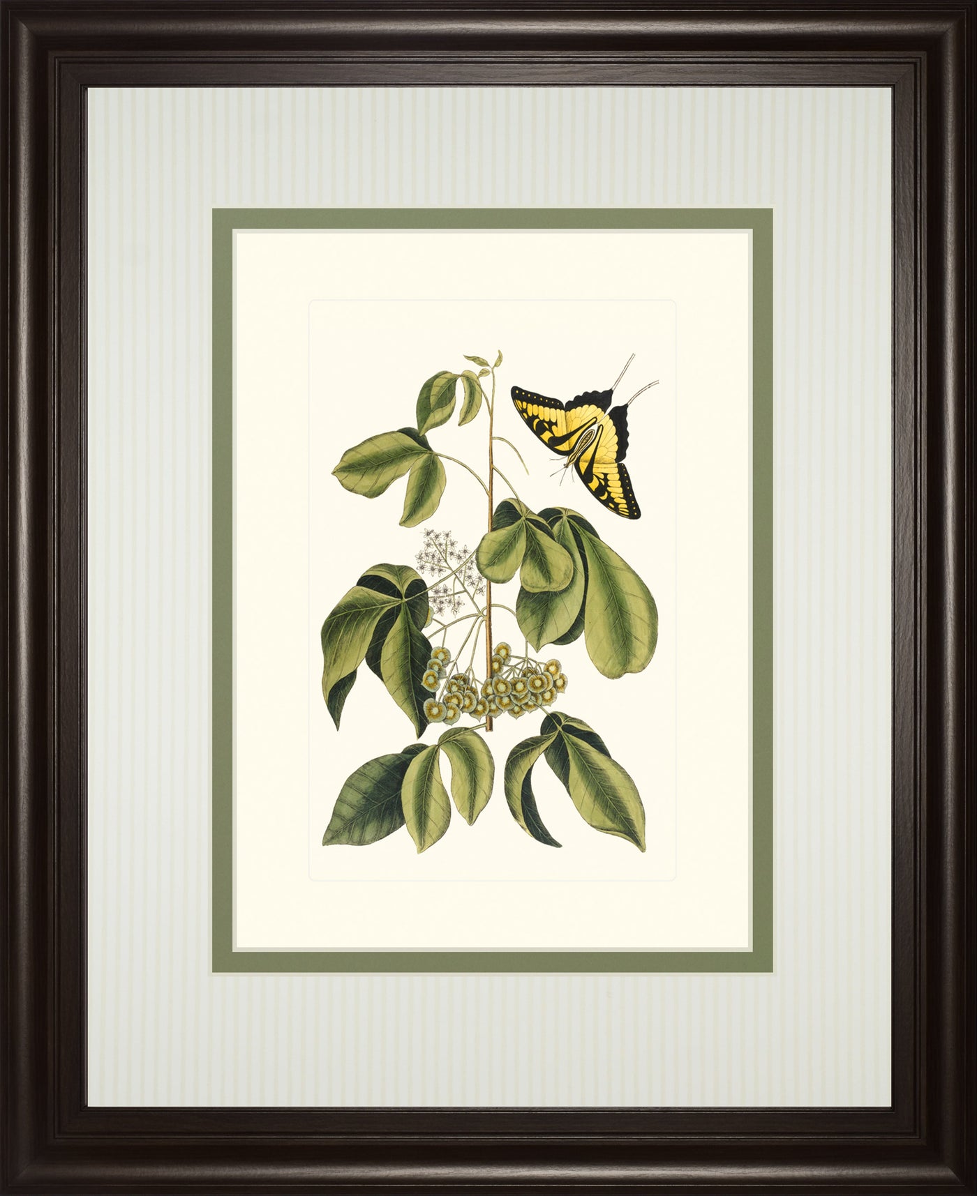 Papilio Antilochus By Marc Catesby