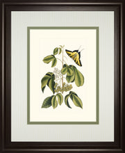 Papilio Antilochus By Marc Catesby