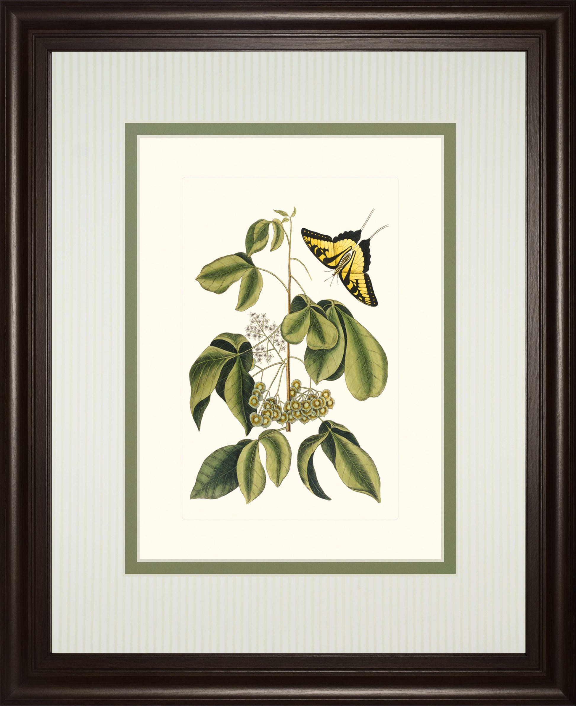 Papilio Antilochus By Marc Catesby