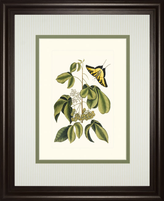Papilio Antilochus By Marc Catesby