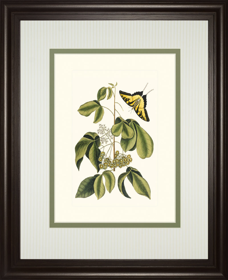 Papilio Antilochus By Marc Catesby