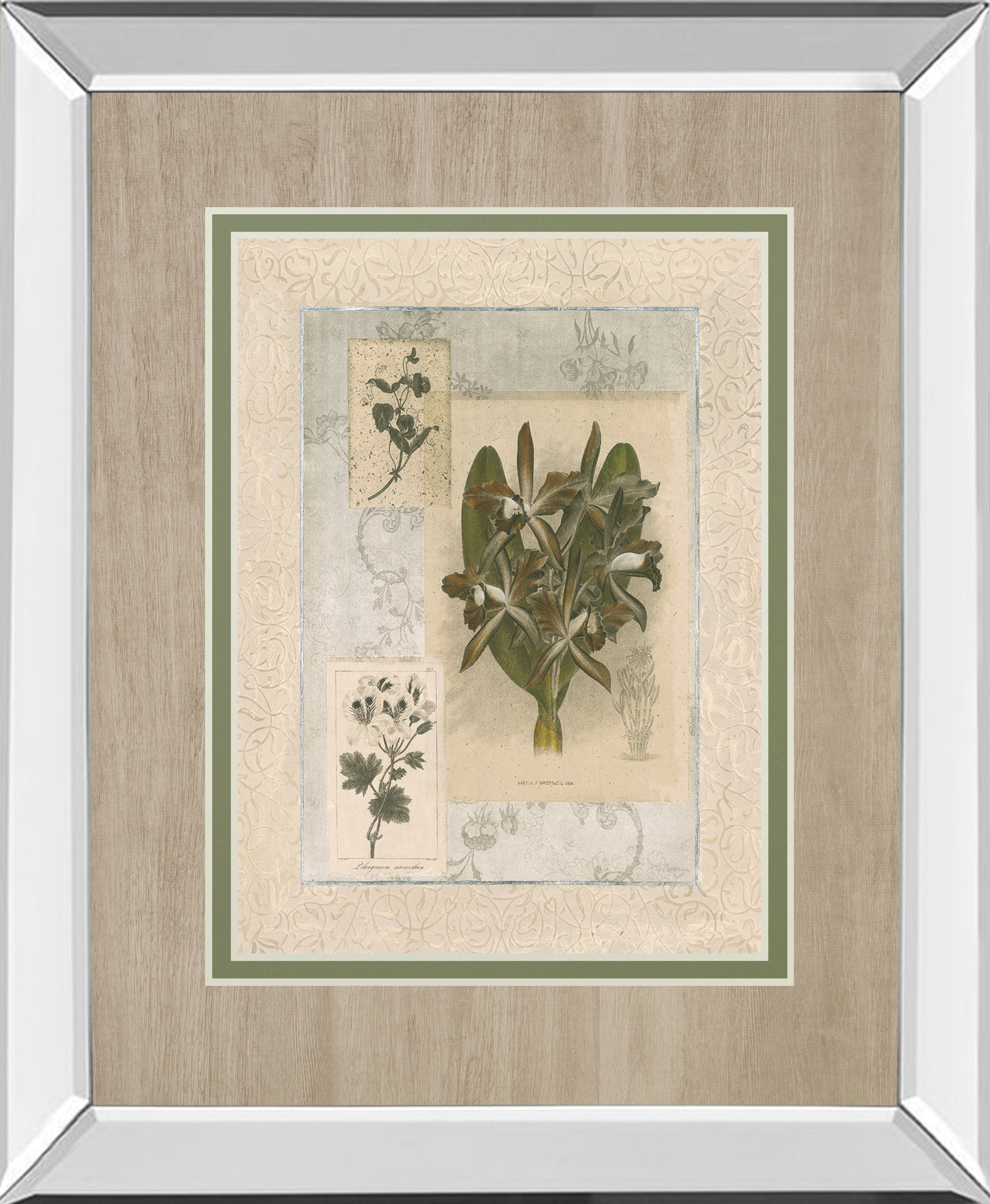 Histoire Du Orchid VII By Carney