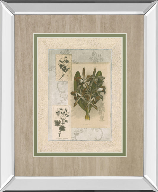 Histoire Du Orchid VII By Carney