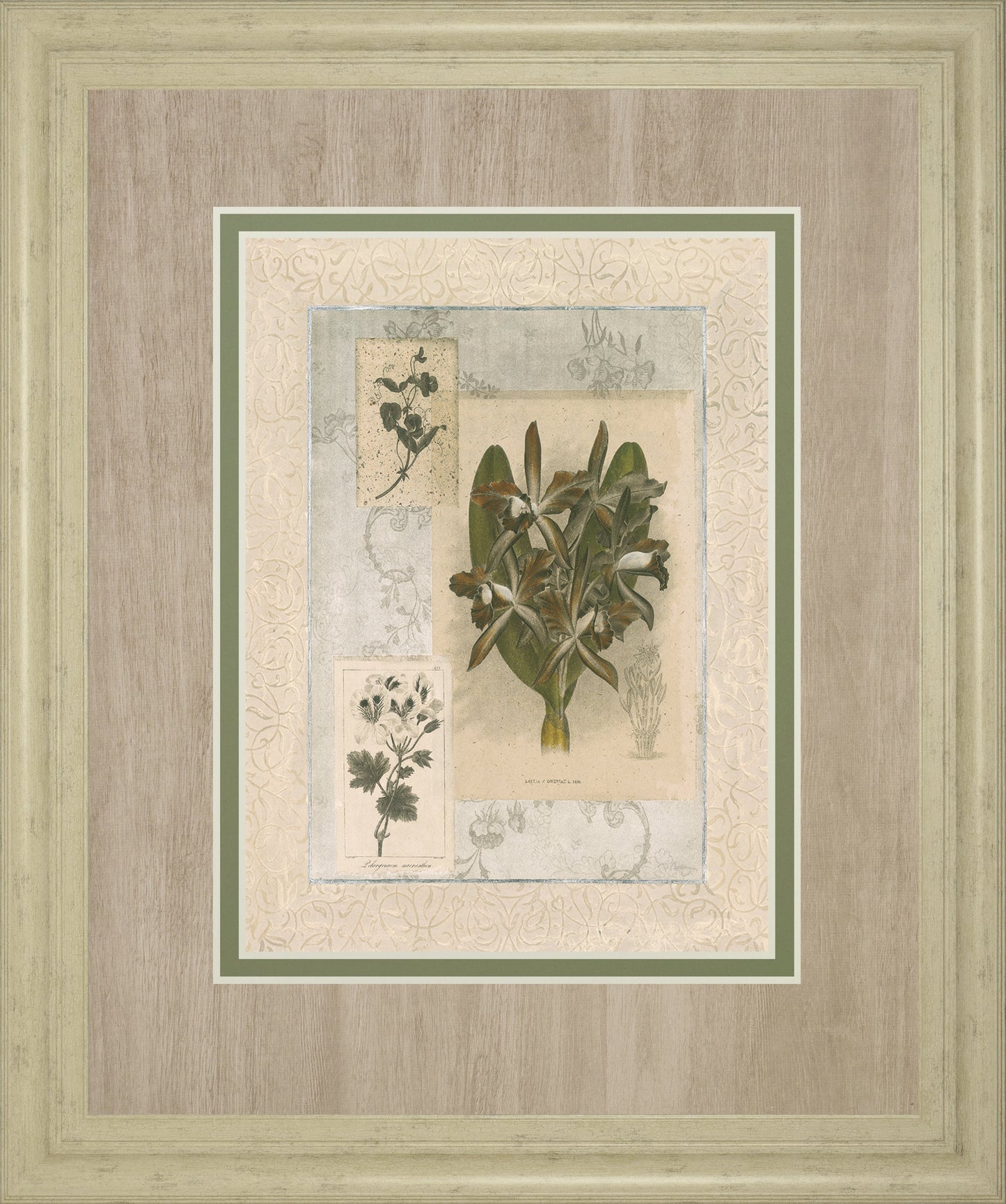 Histoire Du Orchid VII By Carney