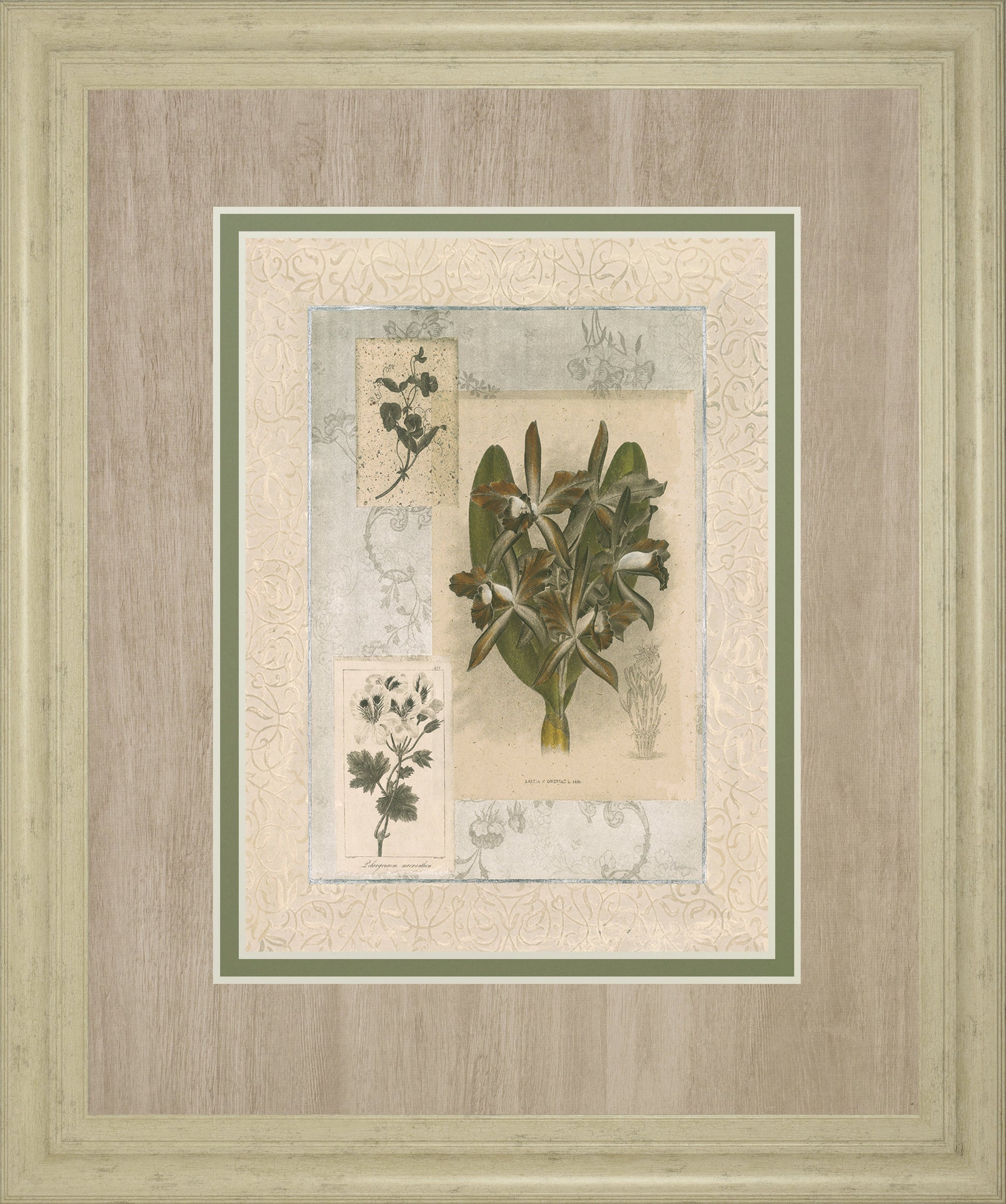 Histoire Du Orchid VII By Carney