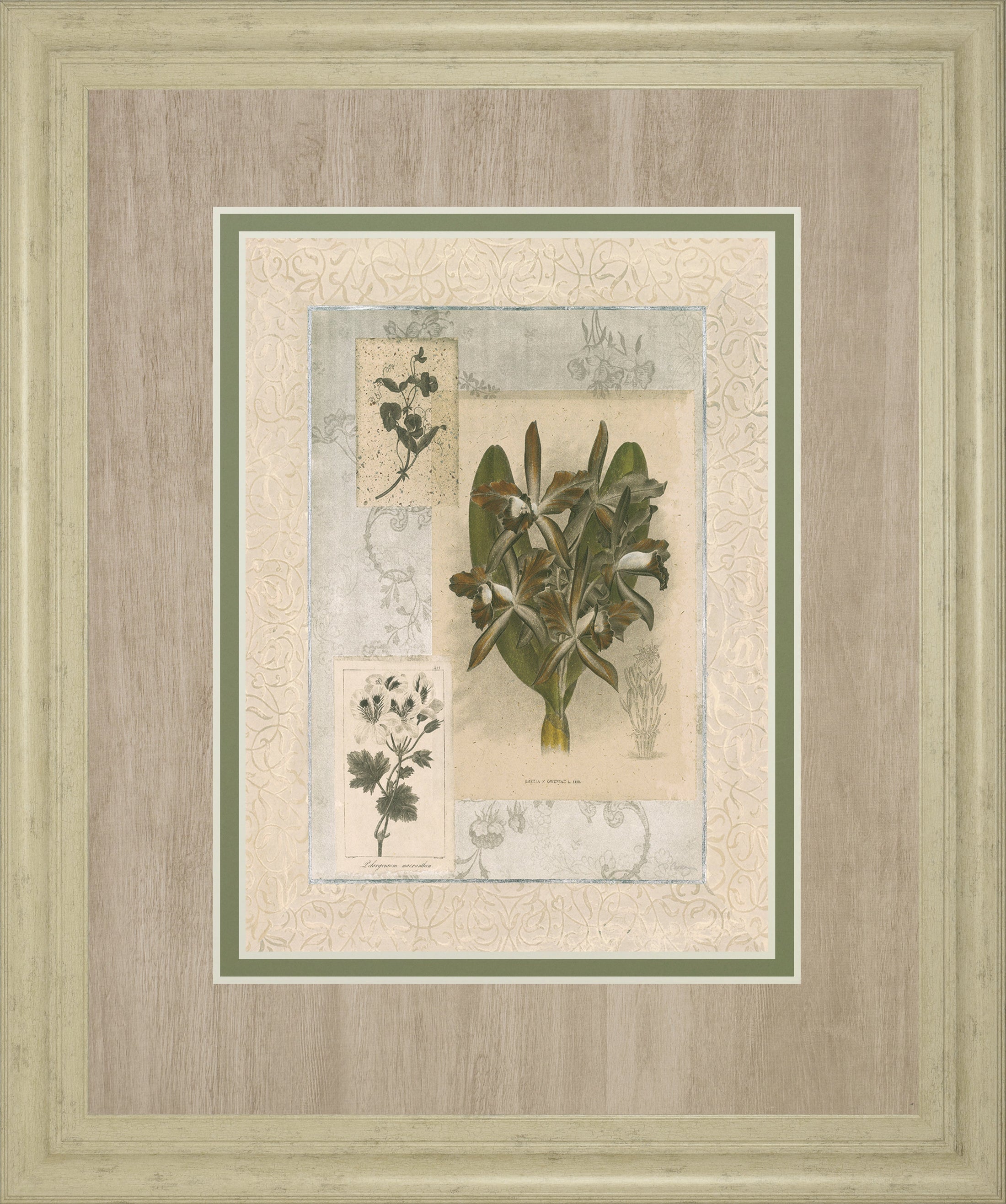 Histoire Du Orchid VII By Carney