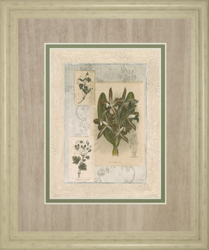 Histoire Du Orchid VII By Carney