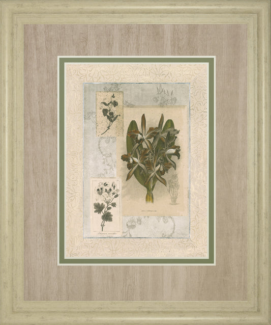Histoire Du Orchid VII By Carney