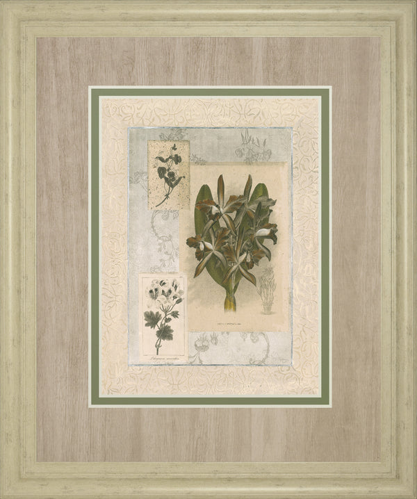 Histoire Du Orchid VII By Carney