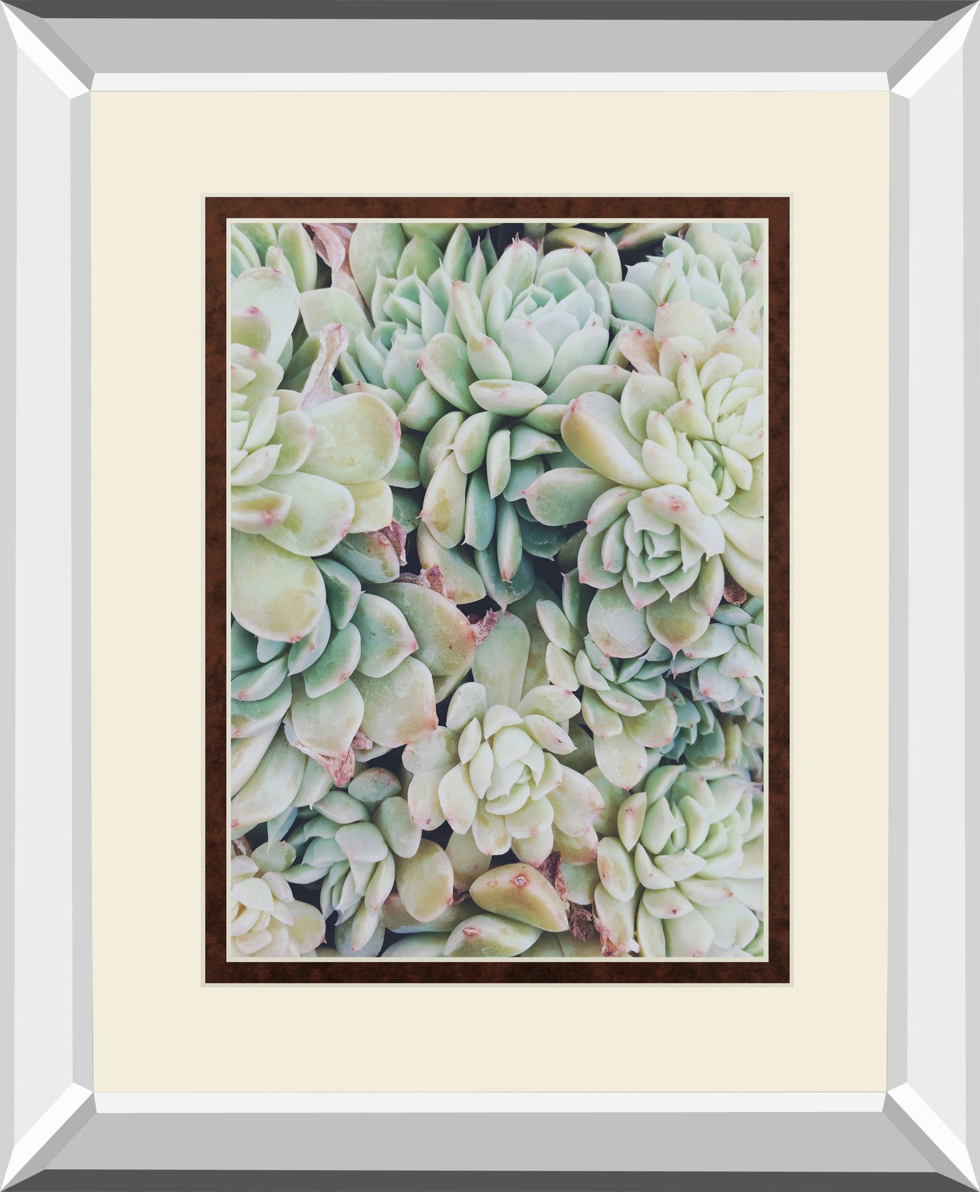 Translucent Succulents by Chelsea Kedron