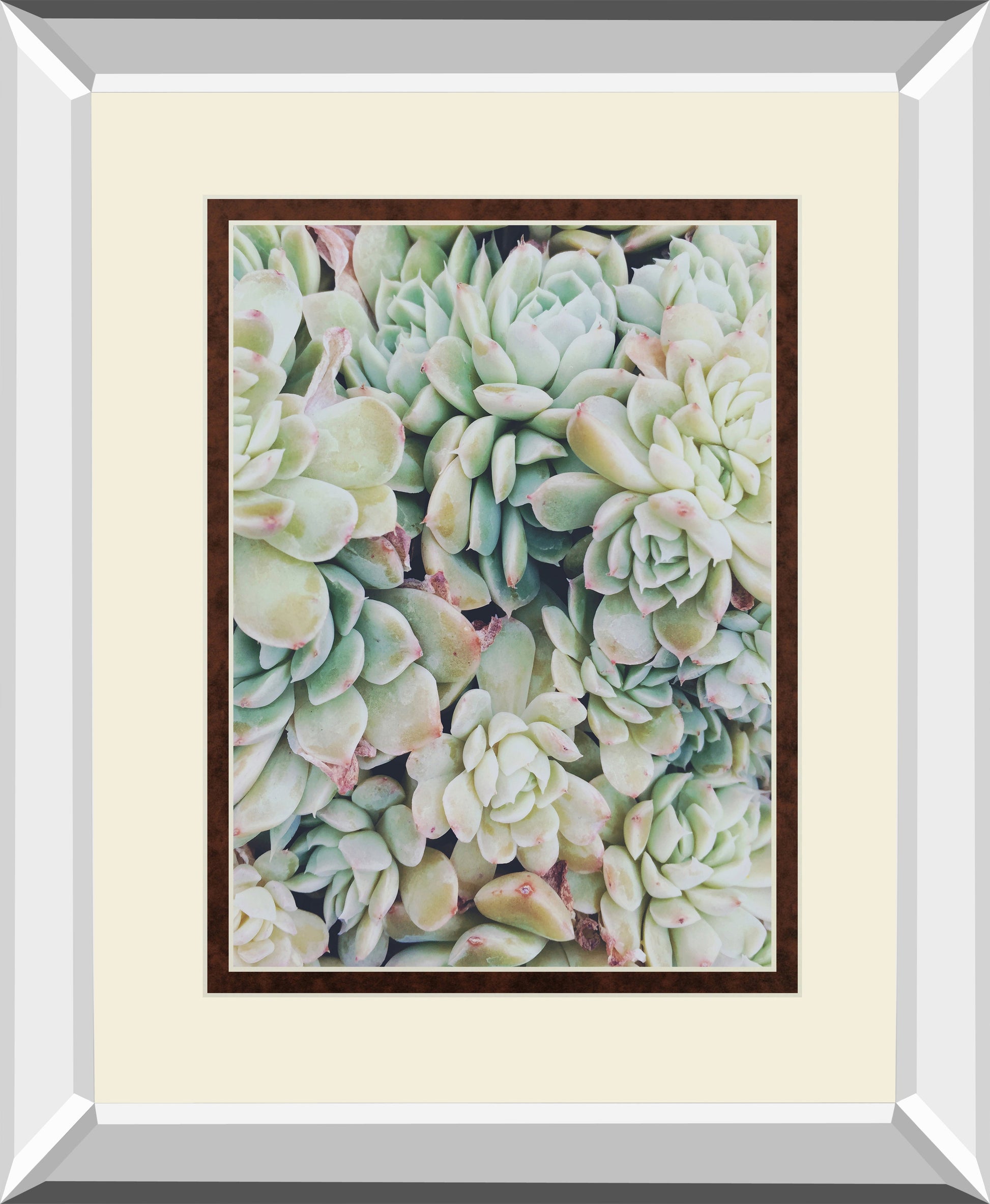 Translucent Succulents by Chelsea Kedron
