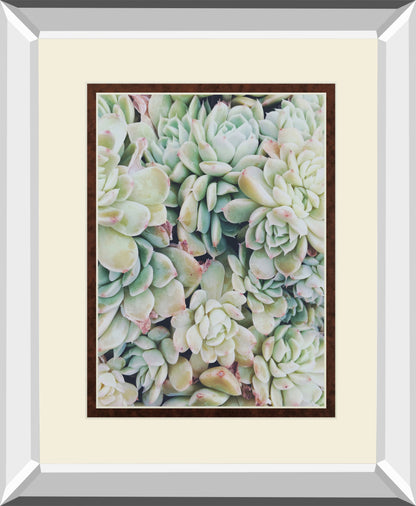 Translucent Succulents by Chelsea Kedron