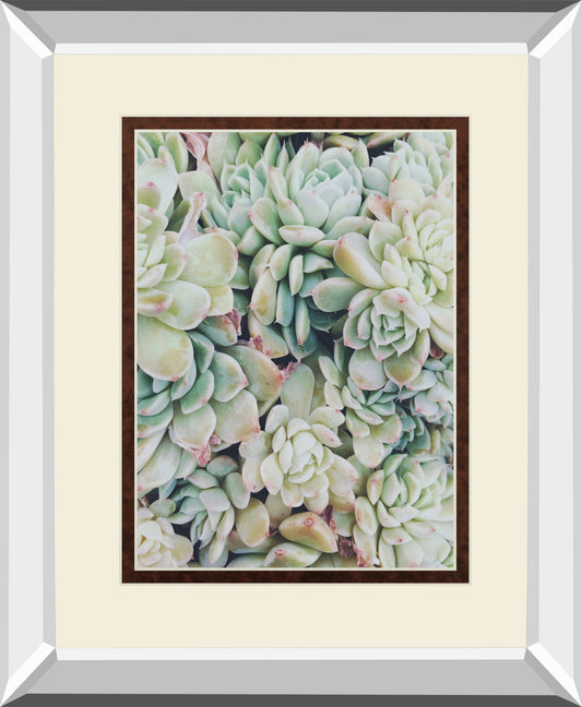 Translucent Succulents by Chelsea Kedron