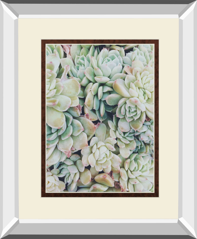 Translucent Succulents by Chelsea Kedron