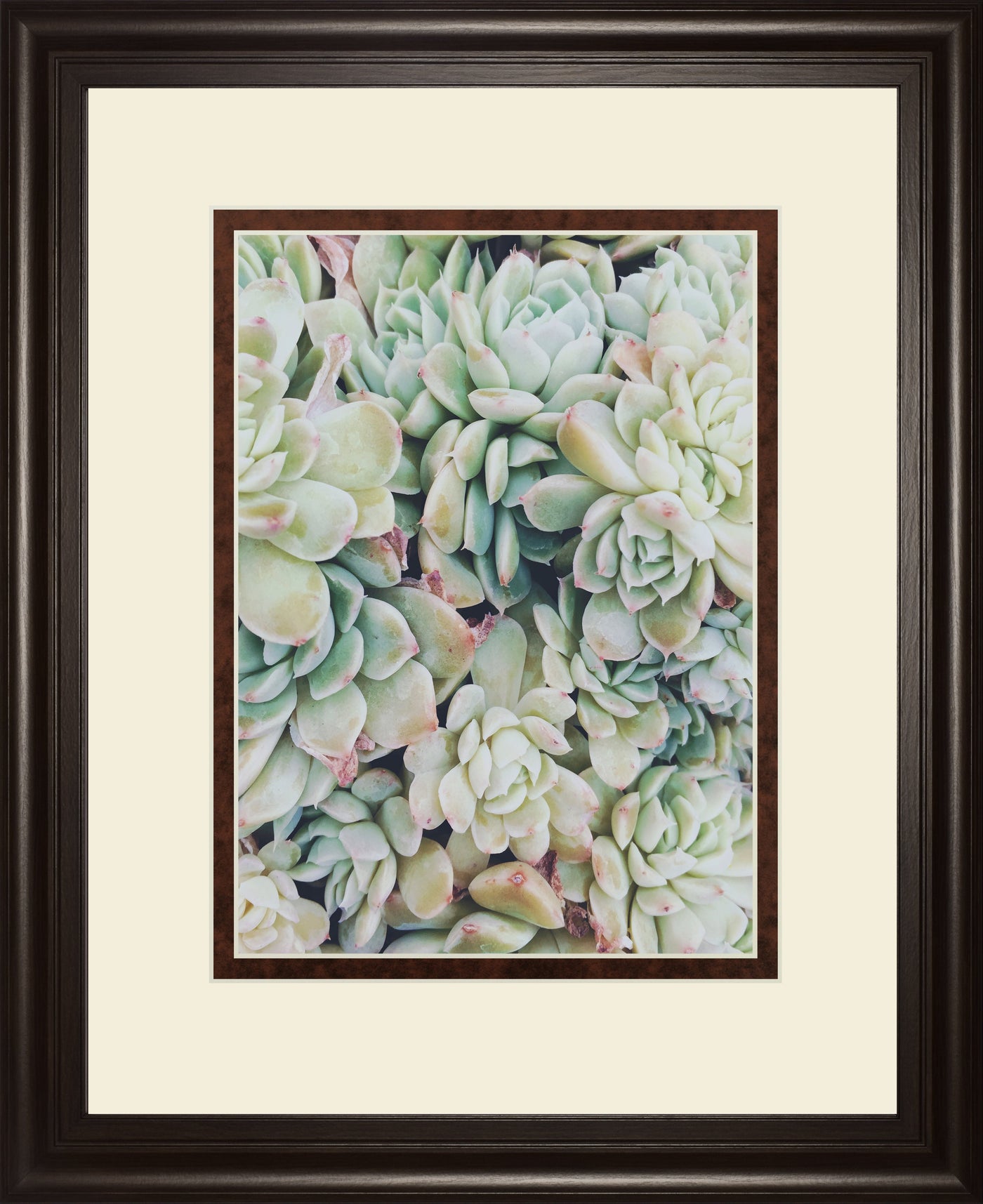 Translucent Succulents by Chelsea Kedron
