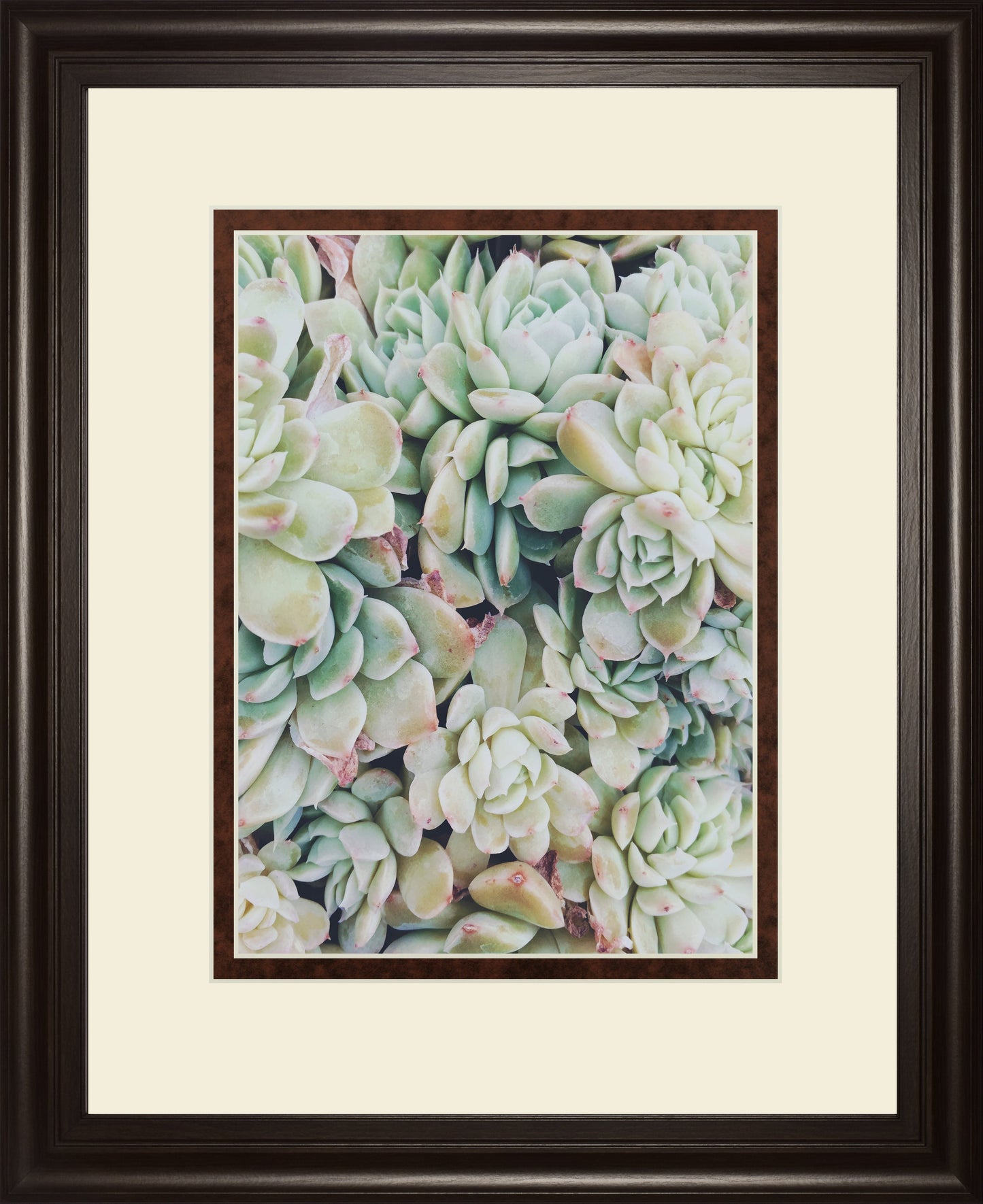 Translucent Succulents by Chelsea Kedron