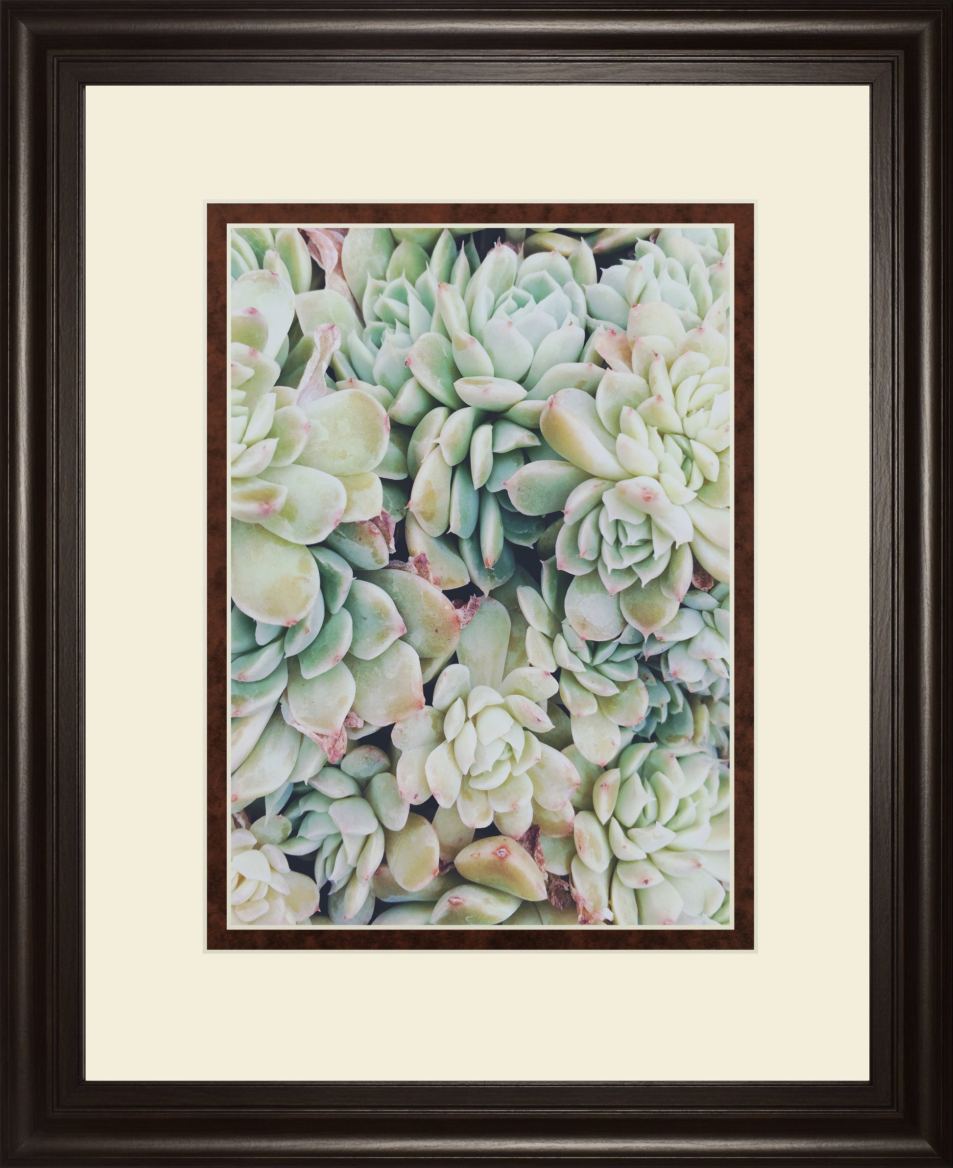 Translucent Succulents by Chelsea Kedron