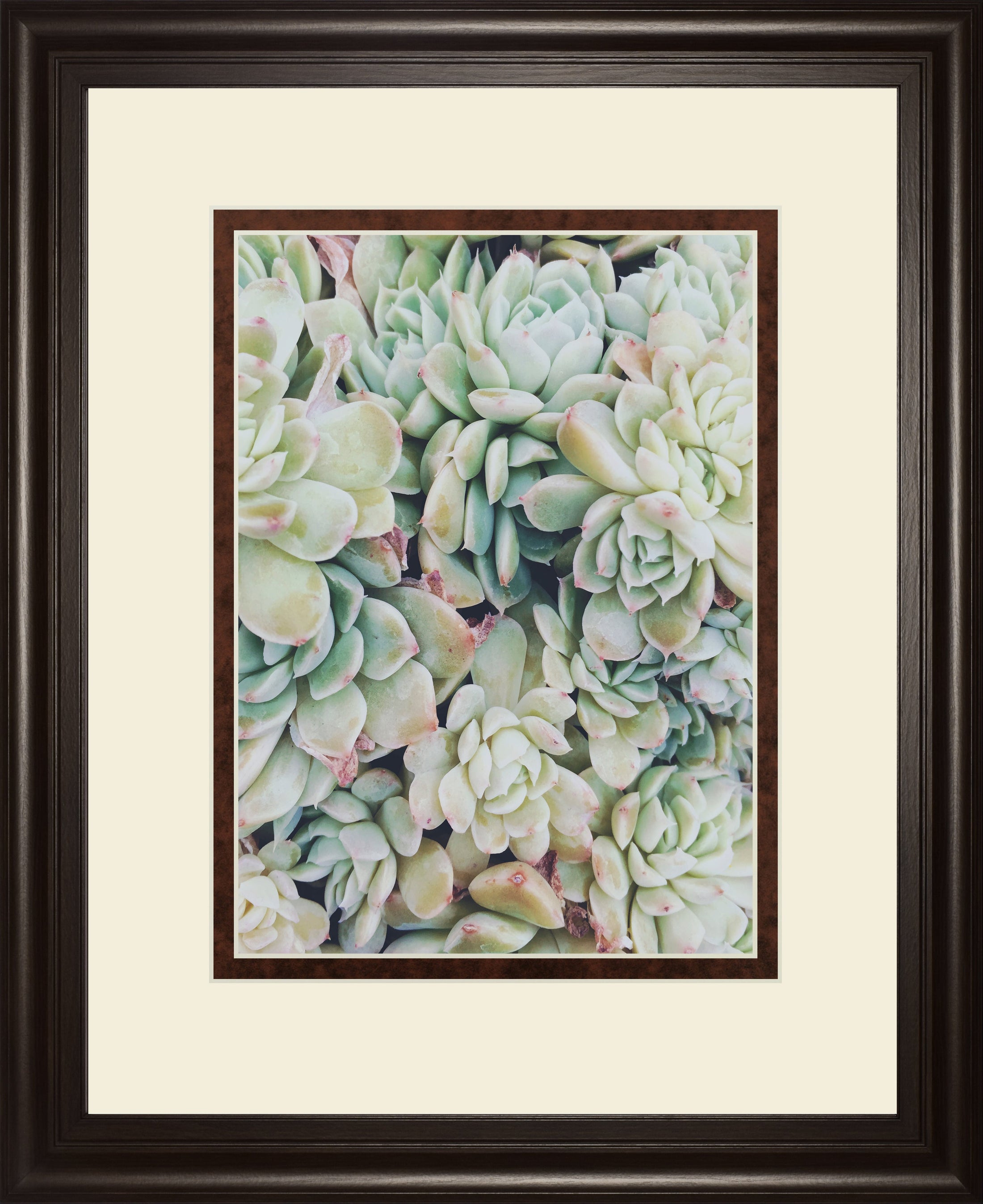 Translucent Succulents by Chelsea Kedron