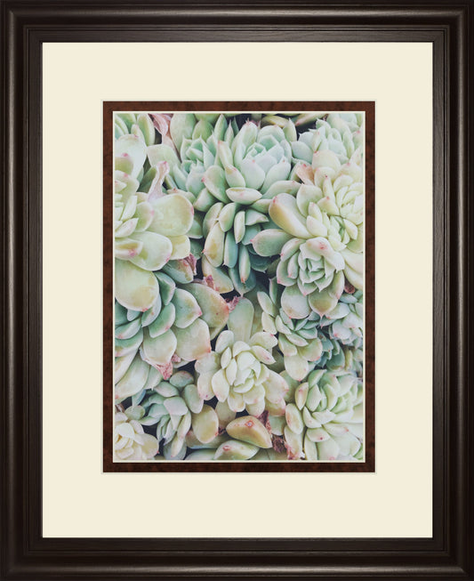 Translucent Succulents by Chelsea Kedron