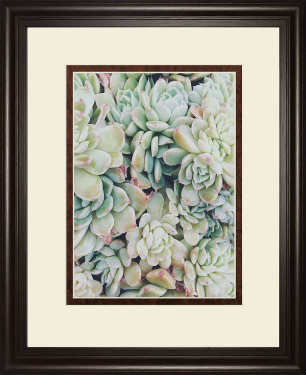 Translucent Succulents by Chelsea Kedron