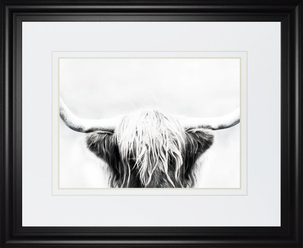 Longhorn BY Danita Delimont