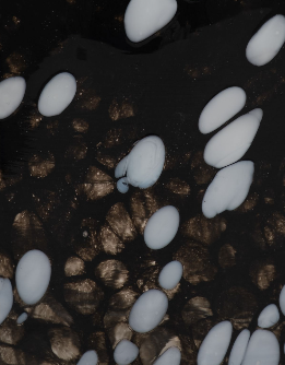 Bakerwood Black Glass Vase 9" (in)