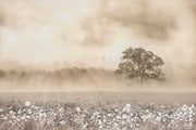 ''Whispering Dawn Cotton Field'' Hand-painted Wrapped Canvas