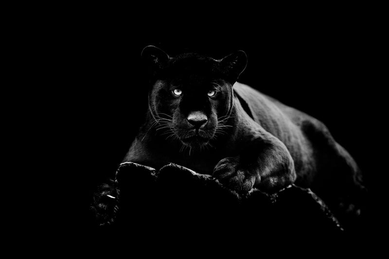 ''Black Panther'' Tempered Glass