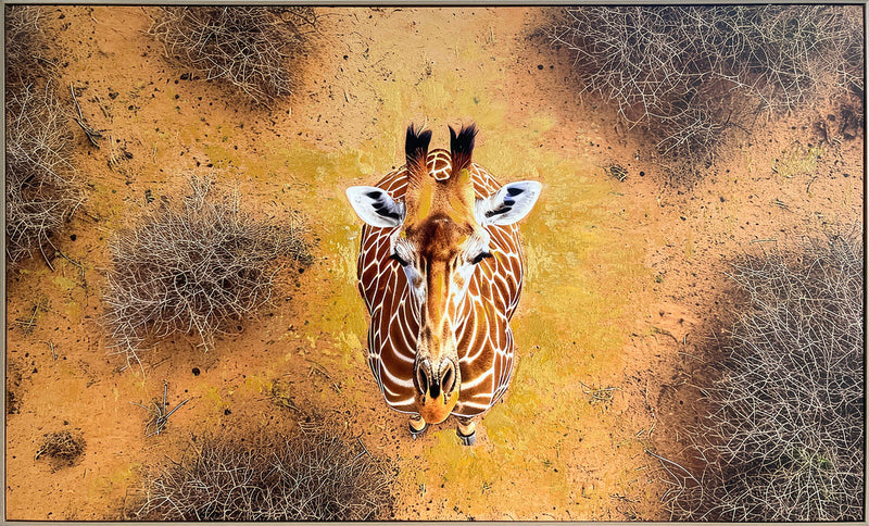 Savanna Gaze Hand-Embellished Canvas in Frame