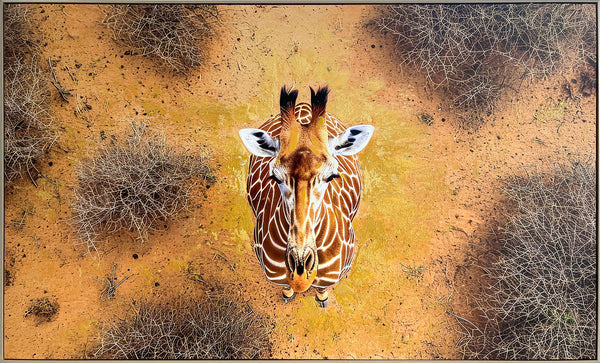 Savanna Gaze Hand-Embellished Canvas in Frame