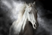 ''Mystical White Horse'' Tempered Glass
