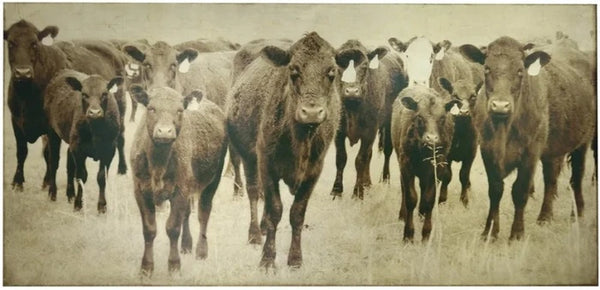 Bovine Canvas Art