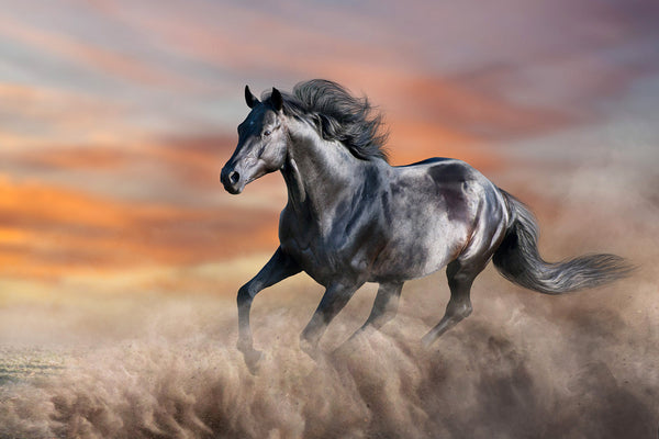 ''Running Horse'' Tempered Glass
