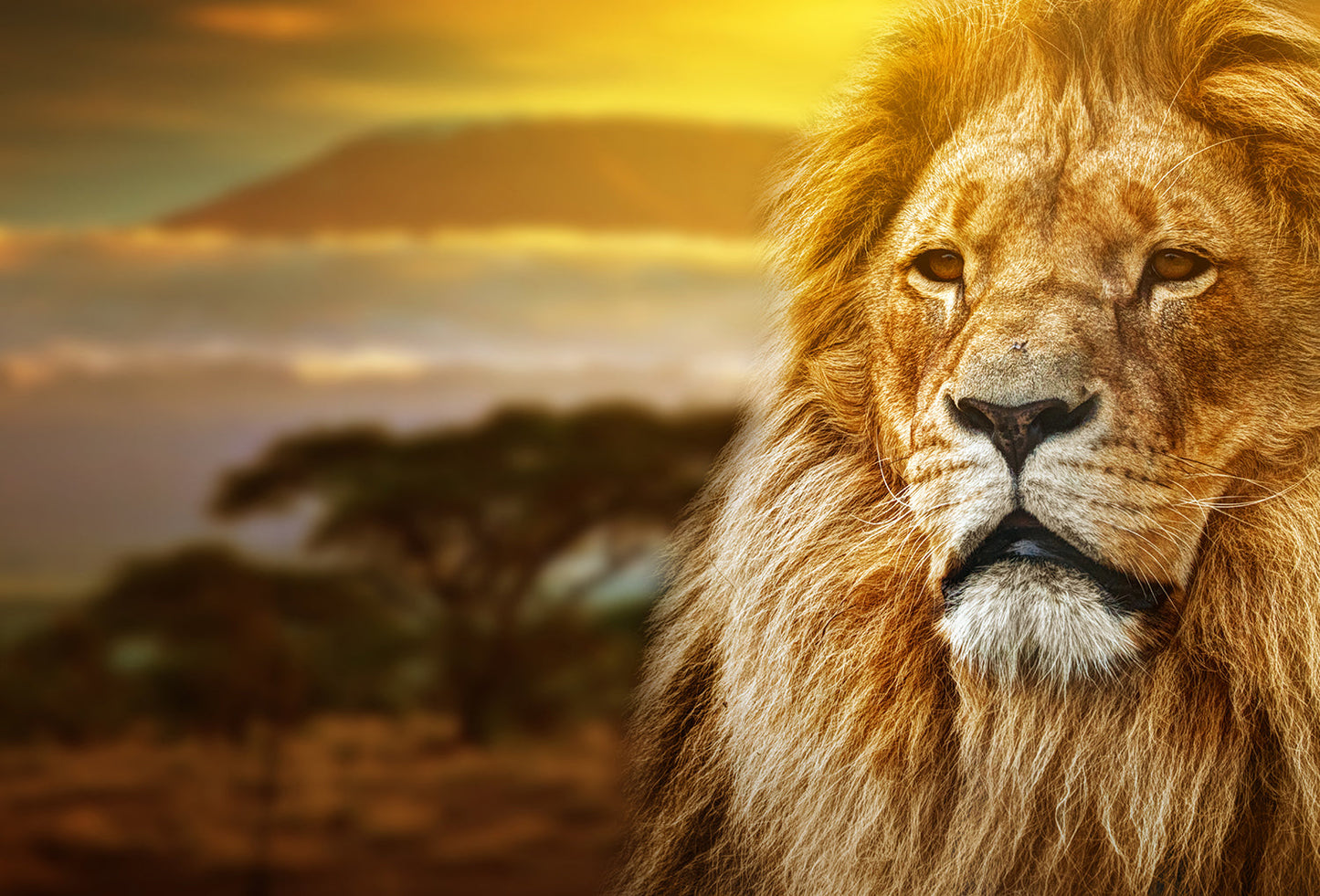 ''Lion Safari'' Tempered Glass