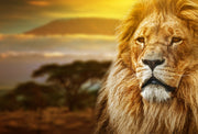 ''Lion Safari'' Tempered Glass