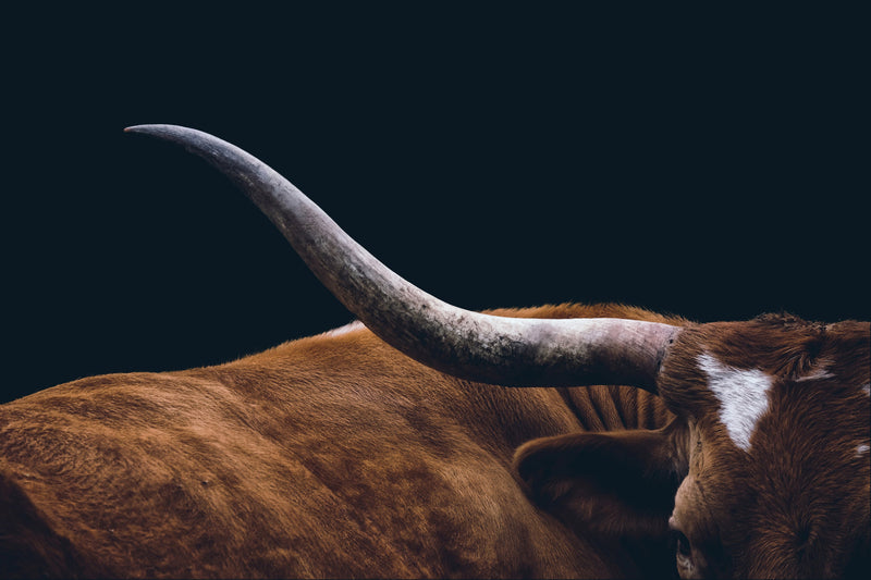 ''Texas Longhorn'' Tempered Glass