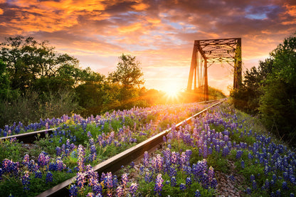 ''Bluebonnet Rails'' Tempered Glass