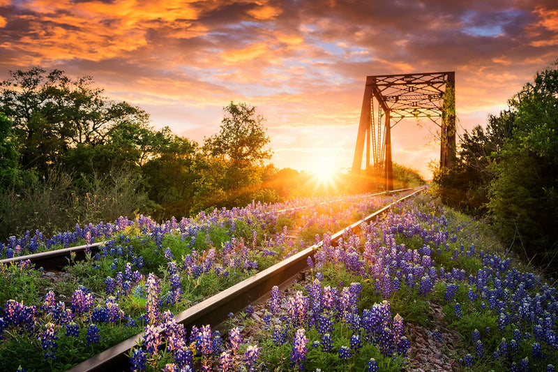 ''Bluebonnet Rails'' Tempered Glass